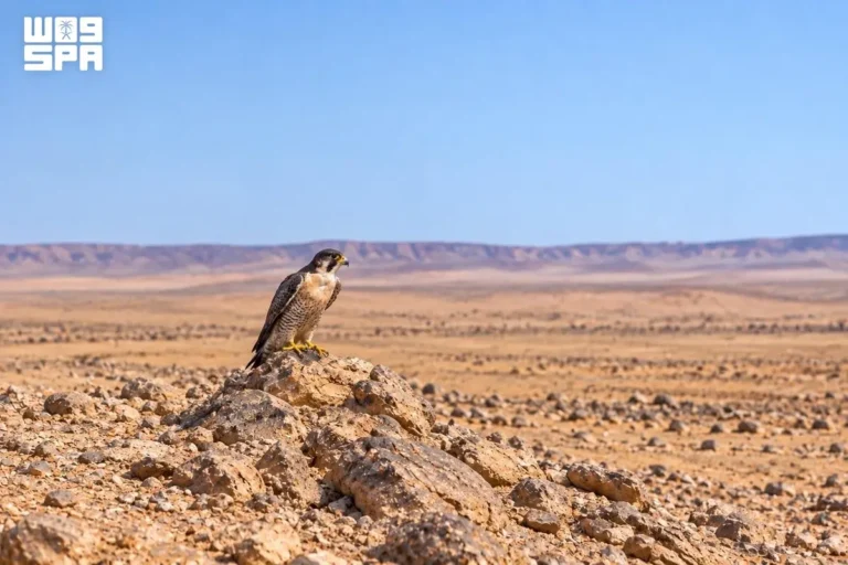 المقناص يبدأ.. والوعد شاهين
